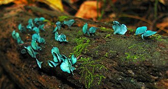 Chlorociboria aeruginascens