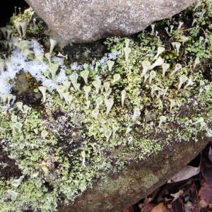 Cladonia sp.