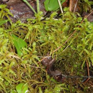 Climacium dendroides