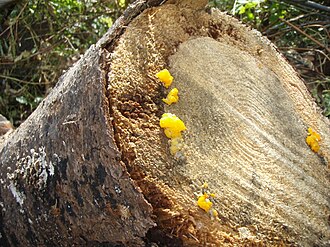 Dacrymyces chrysospermus
