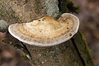 Daedaleopsis confragosa