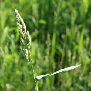 Elymus repens