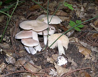 Entoloma sp.