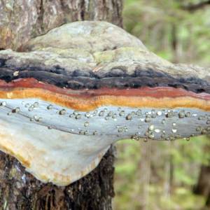 Fomitopsis pinicola