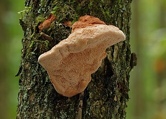 Hapalopilus nidulans