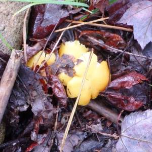 Hygrophorus parvulus