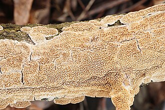 Irpex lacteusi