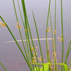 Grasses & Sedges