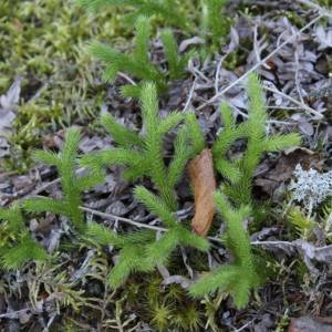 Lycopodium clavatum