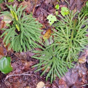 Lycopodium dendroideum