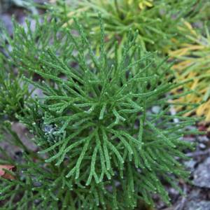 Lycopodium digitatum