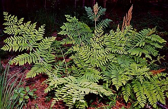 Osmunda regalis