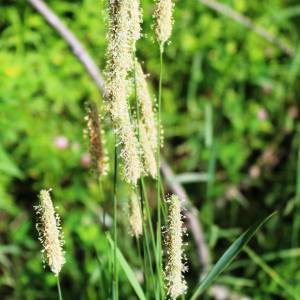 Phleum pratense