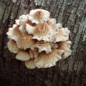 Pholiota squarrosa