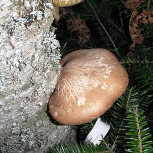 Piptoporus betulinus