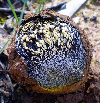 Pisolithus arrhizus