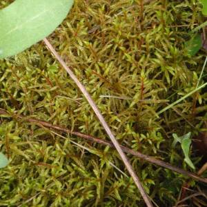 Mosses