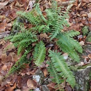 Ferns