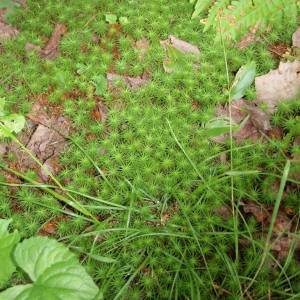 Polytrichum juniperinum