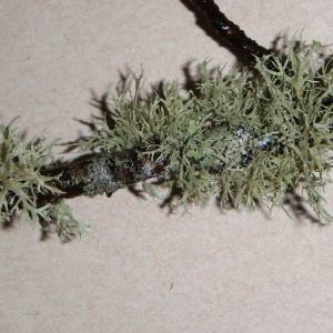 Rasmalina americana