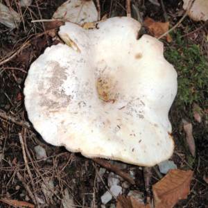 Russula brevipes