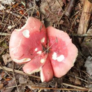 Russula roseipes