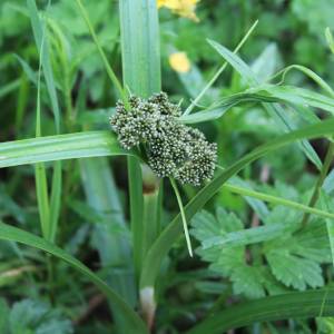 Scirpus microcarpus