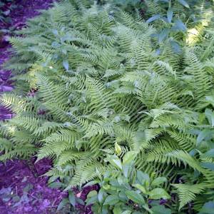 Thelypteris noveboracensis