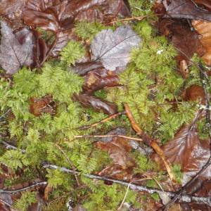 Thuidium delicatulum