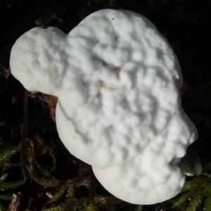Tremella concrescens