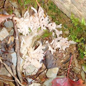 Tremella reticulate