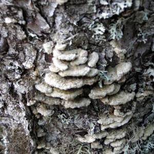 Trichaptum abietinum