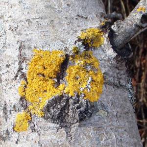 Xanthoria hasseana