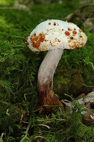 Xerocomelus chrysenteron
